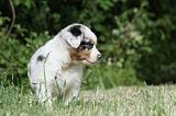 BERGER AUSTRALIEN PUPPIES 324